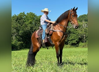 Tennessee walking horse, Ruin, 3 Jaar, 152 cm, Roodbruin