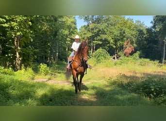 Tennessee walking horse, Ruin, 3 Jaar, 152 cm, Roodbruin