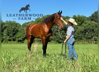 Tennessee walking horse, Ruin, 3 Jaar, 152 cm, Roodbruin