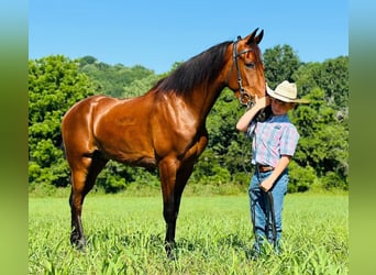 Tennessee walking horse, Ruin, 3 Jaar, 152 cm, Roodbruin