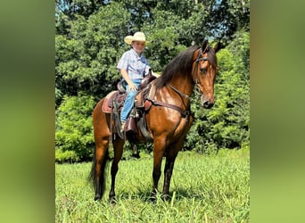 Tennessee walking horse, Ruin, 3 Jaar, 152 cm, Roodbruin