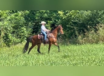 Tennessee walking horse, Ruin, 3 Jaar, 152 cm, Roodbruin