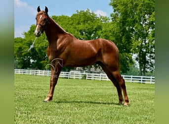 Tennessee walking horse, Ruin, 3 Jaar, 152 cm, Roodvos