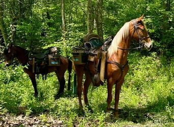 Tennessee walking horse, Ruin, 3 Jaar, 152 cm, Roodvos