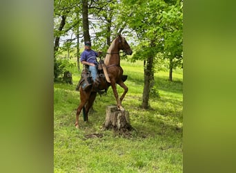Tennessee walking horse, Ruin, 3 Jaar, 152 cm, Roodvos