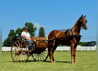 Tennessee walking horse, Ruin, 3 Jaar, 152 cm, Roodvos