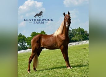 Tennessee walking horse, Ruin, 3 Jaar, 152 cm, Roodvos