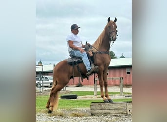 Tennessee walking horse, Ruin, 3 Jaar, 152 cm, Roodvos