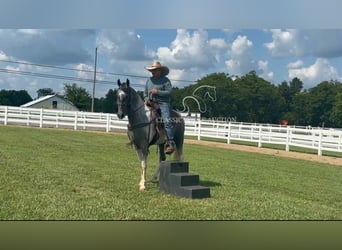 Tennessee walking horse, Ruin, 3 Jaar, 152 cm, Schimmel