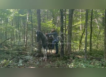 Tennessee walking horse, Ruin, 3 Jaar, 152 cm, Schimmel