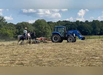 Tennessee walking horse, Ruin, 3 Jaar, 152 cm, Schimmel