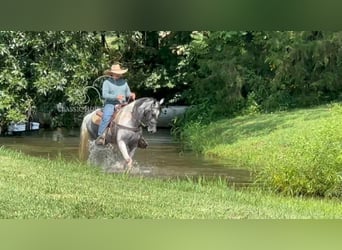 Tennessee walking horse, Ruin, 3 Jaar, 152 cm, Schimmel