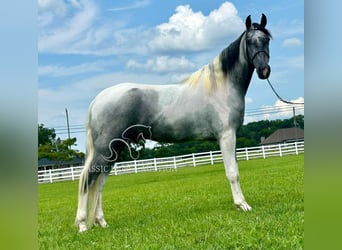Tennessee walking horse, Ruin, 3 Jaar, 152 cm, Schimmel