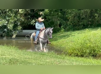 Tennessee walking horse, Ruin, 3 Jaar, 152 cm, Schimmel