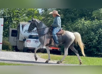 Tennessee walking horse, Ruin, 3 Jaar, 152 cm, Schimmel