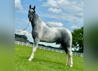 Tennessee walking horse, Ruin, 3 Jaar, 152 cm, Schimmel