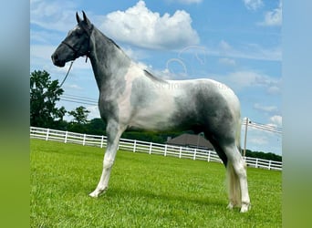 Tennessee walking horse, Ruin, 3 Jaar, 152 cm, Schimmel