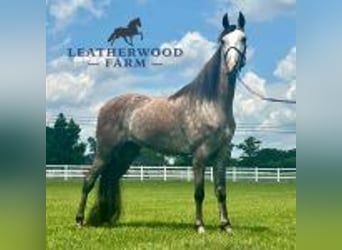 Tennessee walking horse, Ruin, 3 Jaar, 152 cm, Schimmel