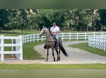 Tennessee walking horse, Ruin, 3 Jaar, 152 cm, Schimmel