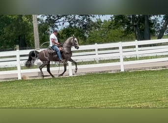 Tennessee walking horse, Ruin, 3 Jaar, 152 cm, Schimmel