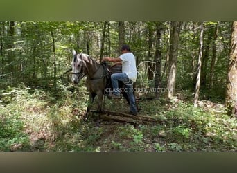 Tennessee walking horse, Ruin, 3 Jaar, 152 cm, Schimmel