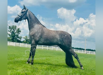 Tennessee walking horse, Ruin, 3 Jaar, 152 cm, Schimmel
