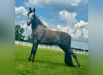 Tennessee walking horse, Ruin, 3 Jaar, 152 cm, Schimmel