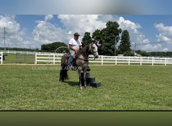 Tennessee walking horse, Ruin, 3 Jaar, 152 cm, Schimmel