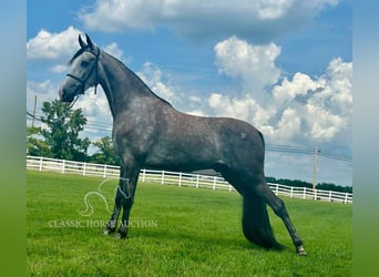 Tennessee walking horse, Ruin, 3 Jaar, 152 cm, Schimmel