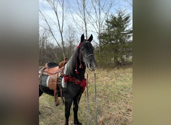 Tennessee walking horse, Ruin, 3 Jaar, 152 cm, Schimmel