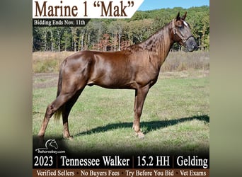 Tennessee walking horse, Ruin, 3 Jaar, 157 cm, Donkere-vos