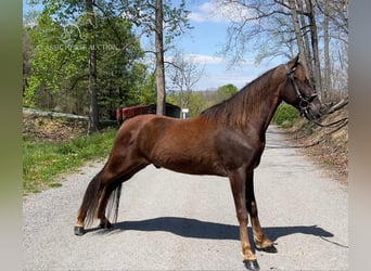 Tennessee walking horse, Ruin, 4 Jaar, 142 cm, Donkere-vos