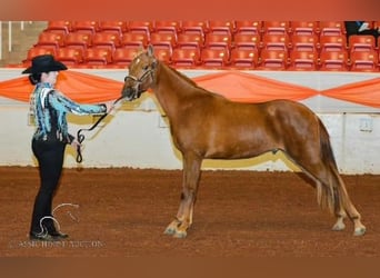 Tennessee Walking Horse, Wallach, 4 Jahre, 142 cm, Rotfuchs