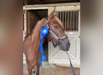 Tennessee Walking Horse, Wallach, 4 Jahre, 142 cm, Rotfuchs