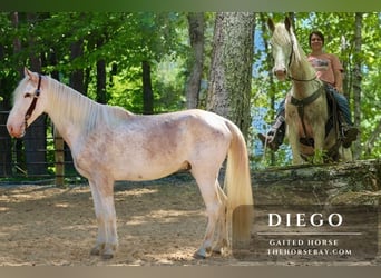 Tennessee walking horse, Ruin, 4 Jaar, 150 cm, Sabino