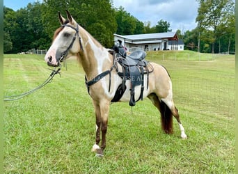 Tennessee walking horse, Ruin, 4 Jaar, 152 cm, Buckskin