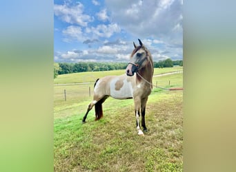 Tennessee walking horse, Ruin, 4 Jaar, 152 cm, Buckskin