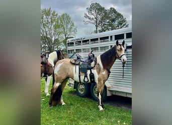 Tennessee walking horse, Ruin, 4 Jaar, 152 cm, Buckskin