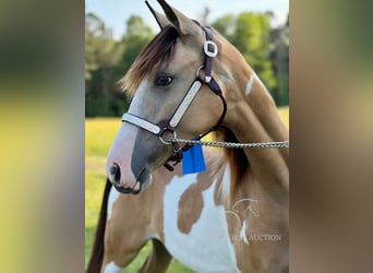 Tennessee walking horse, Ruin, 4 Jaar, 152 cm, Buckskin
