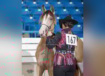 Tennessee walking horse, Ruin, 4 Jaar, 152 cm, Buckskin