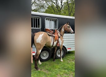 Tennessee walking horse, Ruin, 4 Jaar, 152 cm, Buckskin