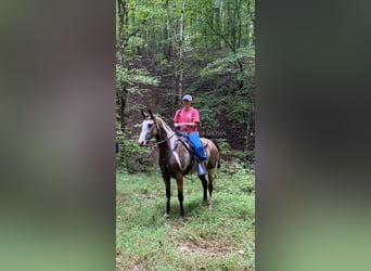 Tennessee walking horse, Ruin, 4 Jaar, 152 cm, Buckskin