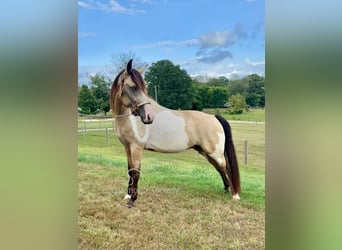 Tennessee walking horse, Ruin, 4 Jaar, 152 cm, Buckskin
