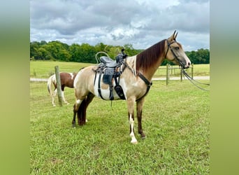 Tennessee walking horse, Ruin, 4 Jaar, 152 cm, Buckskin