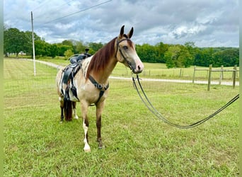 Tennessee walking horse, Ruin, 4 Jaar, 152 cm, Buckskin