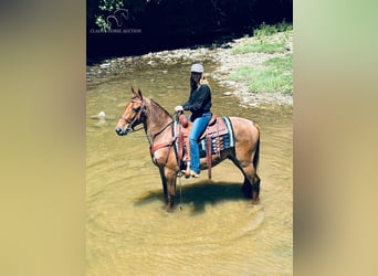 Tennessee walking horse, Ruin, 4 Jaar, 152 cm, Red Dun