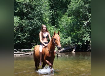 Tennessee walking horse, Ruin, 4 Jaar, 152 cm, Roodvos