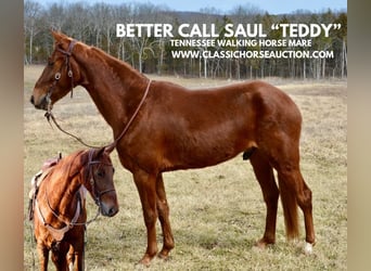 Tennessee walking horse, Ruin, 4 Jaar, 152 cm, Roodvos