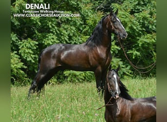 Tennessee walking horse, Ruin, 4 Jaar, 152 cm, Zwart