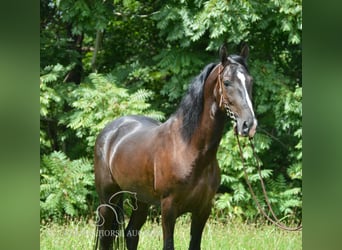 Tennessee walking horse, Ruin, 4 Jaar, 152 cm, Zwart